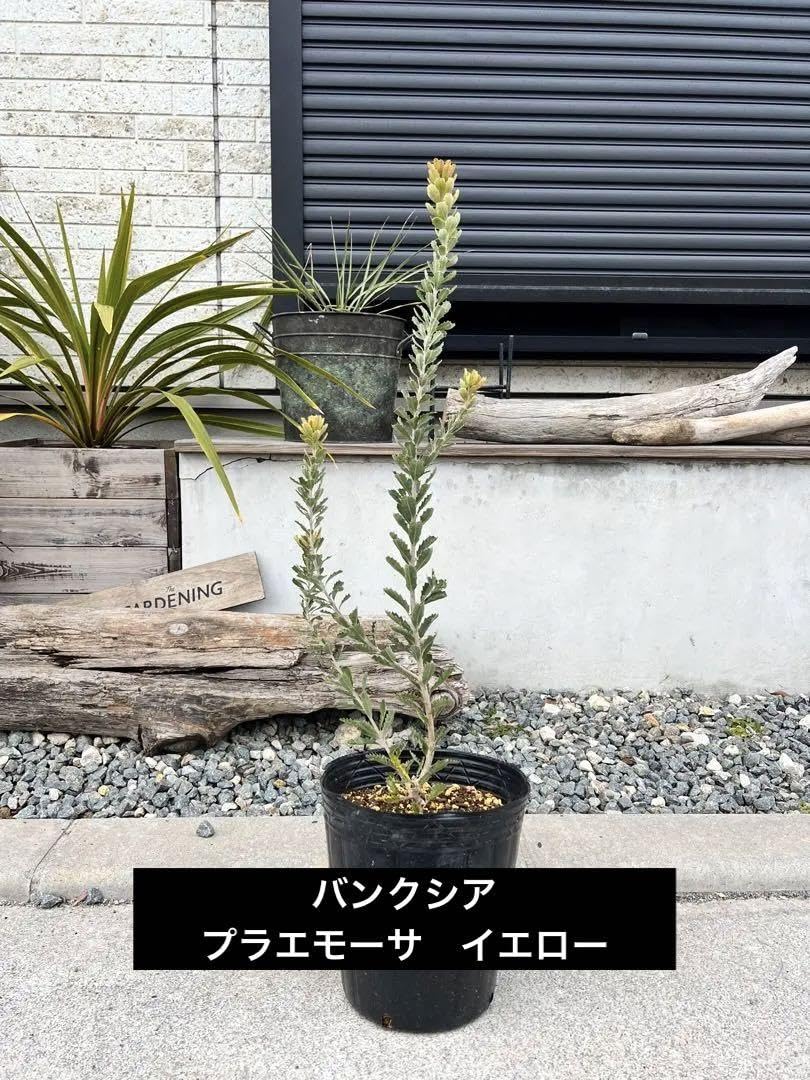 バンクシア　プラエモーサ　イエロー　ネイティブプランツ　苗　ドライガーデン バンクシア・プラエモーサ【イエロー】5号 オージープランツ